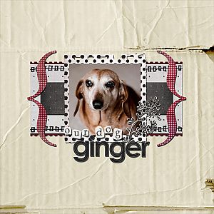 Our dog Ginger