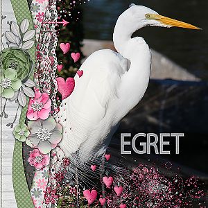 Egret