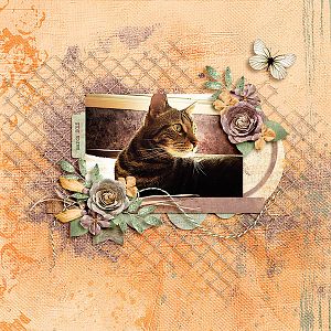 kitty