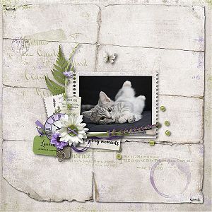 Petit chat !!!!