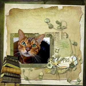 Fiki the cat who wrote the book on cute