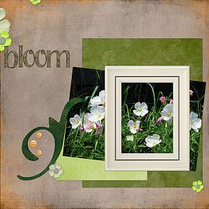 Bloom