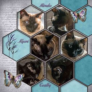 My Kitties