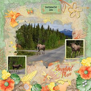 Alaska Moose