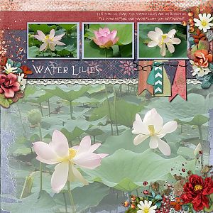 Water Lilies