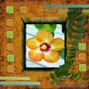 Hibiscus 2008