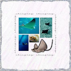 Stingray