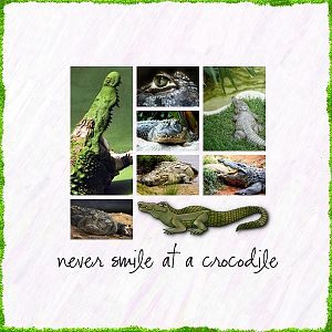 Crocodile