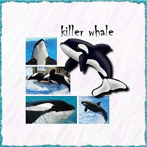 Killer Whale