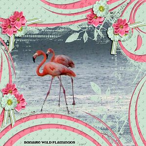 Bonaire Flamingos