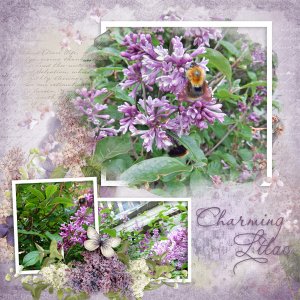Charming-lilac.jpg