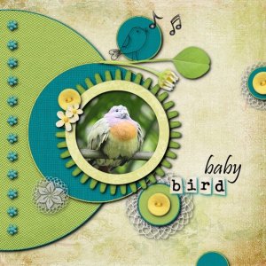 2019 Baby Bird