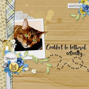Here-kitty-kitty.jpg
