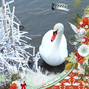 Swan Christmas