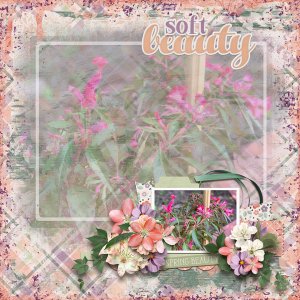 Blooms in Bloom