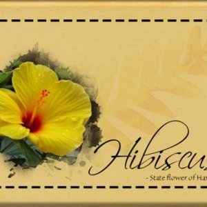 ATC-2020-097-Hibiscus.jpg