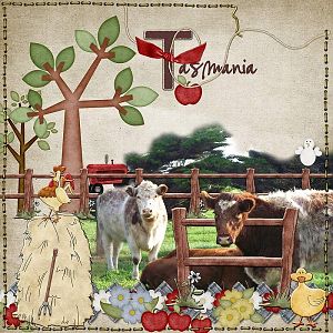 Tasmania - Cows