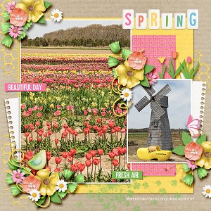 Tulips in Spring