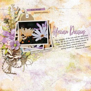African Daisies