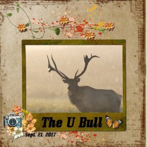 2017 09 The U Bull