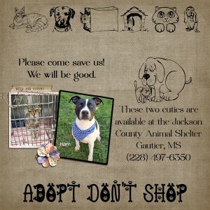 Adopt.jpg