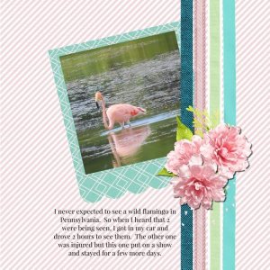 Flamingo in PA