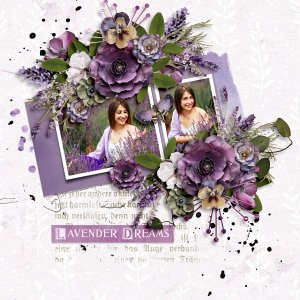 Lavender Dreams