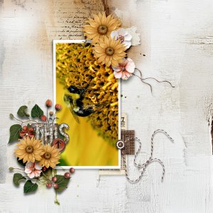 Sunflower with honey bee 2025