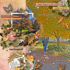 Maple Trees in Autumn