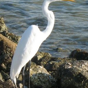 Egret (B photo)
