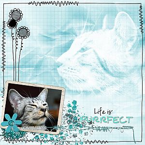 Life is Purrfect