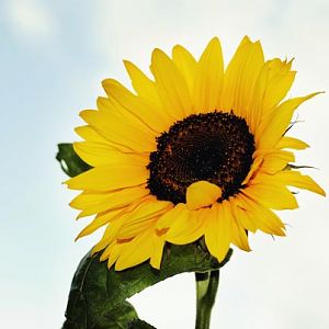 Sunny side to the sunflower