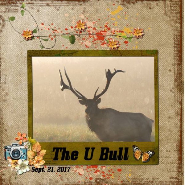 2017 09 The U Bull