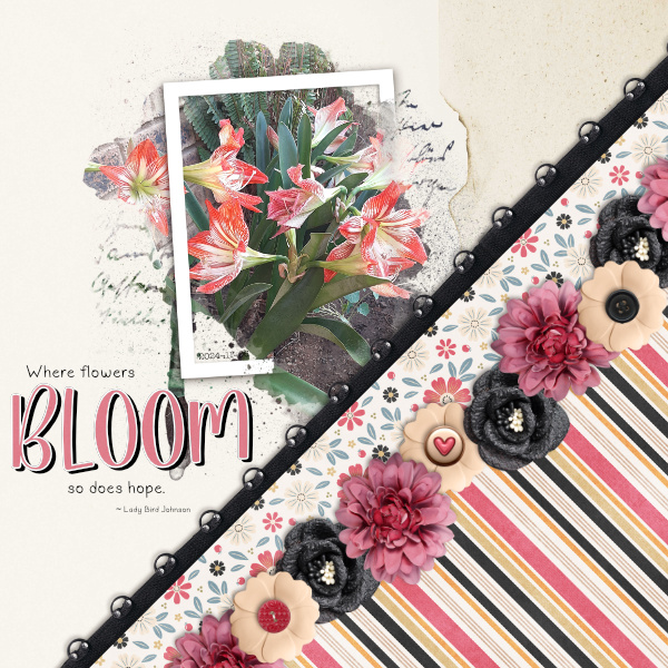 2024-11-06_Bloom