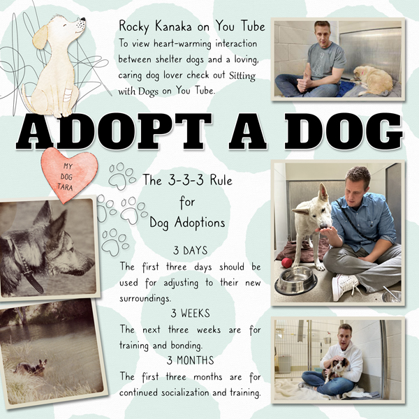Adopt a Dog