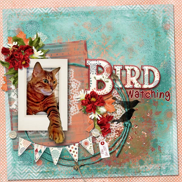 Bird watching