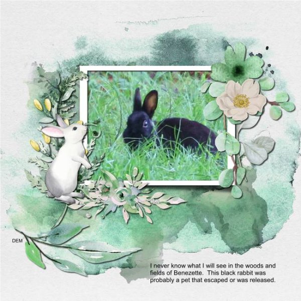 Black Bunny