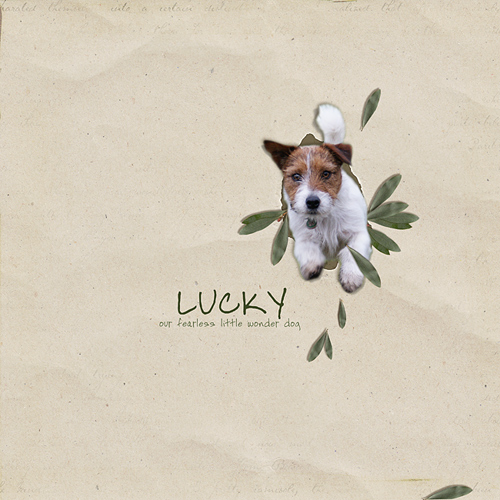 Lucky the wonder dog