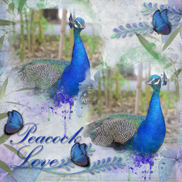 Peacock Love
