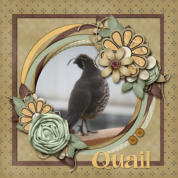 Quail