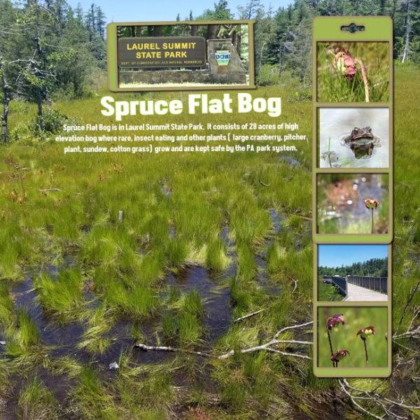 Spruce Flat Bog