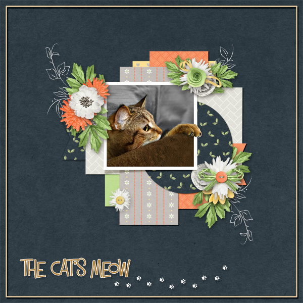The Cat's Meow - Mr. Yoda