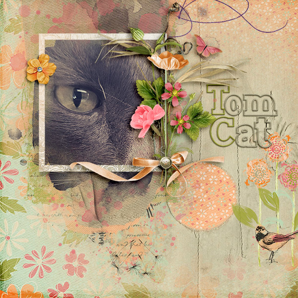 Tom Cat
