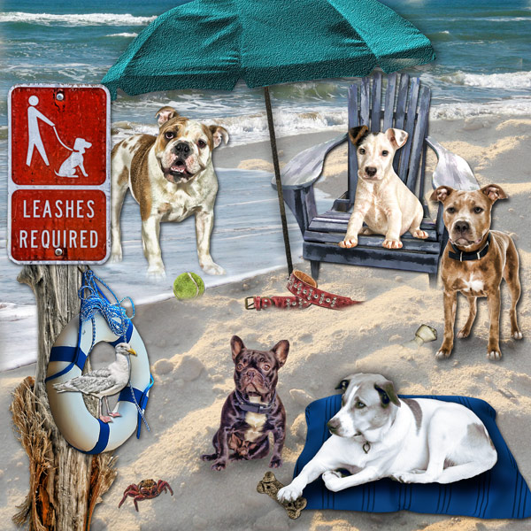 What Leash !!