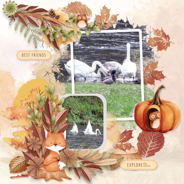 Woodland Wonders